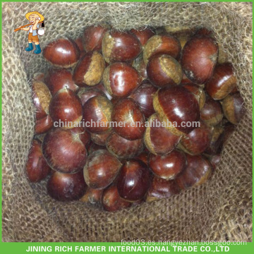 Chestnut chino fresco de la venta caliente empaquetado en el bolso del yute 5Kg